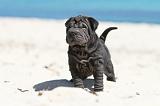 SHAR-PEI 642